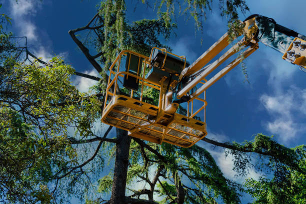  Lake Telemark, NJ Tree Removal and Landscaping Services Pros